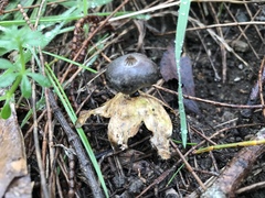 Geastrum pectinatum