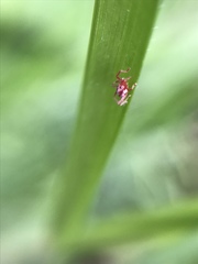 Balaustium
