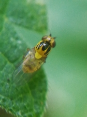 Thaumatomyia notata