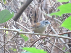 Pheugopedius genibarbis