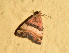 Pseudozarba bipartita