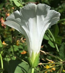 Calystegia sepium angulata