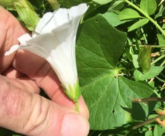 Calystegia sepium angulata