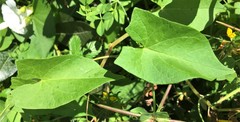 Calystegia sepium angulata