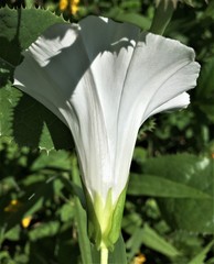 Calystegia sepium angulata