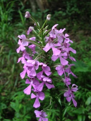 Platanthera peramoena