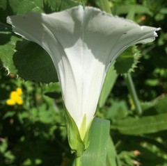 Calystegia sepium angulata