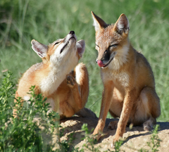 Vulpes velox