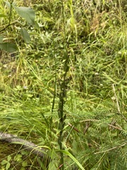 Platanthera bifolia