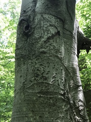 Neonectria ditissima