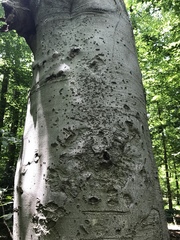 Neonectria ditissima