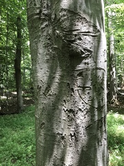 Neonectria ditissima