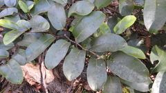 Cissus oblonga