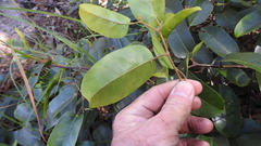 Cissus oblonga