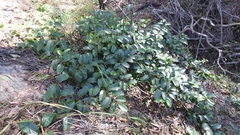 Cissus oblonga