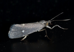 Cisthene dorsimacula
