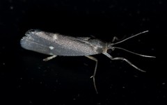 Cisthene dorsimacula