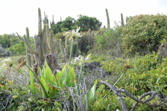 Hymenocallis littoralis