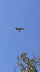 Buteo jamaicensis