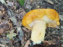 Lactarius croceus