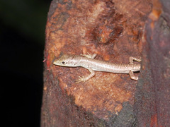 Emoia concolor
