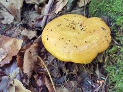 Lactarius croceus