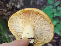 Lactarius croceus