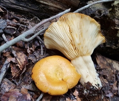 Lactarius croceus
