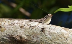 Anolis loysiana