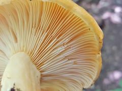 Lactarius croceus