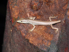 Emoia concolor