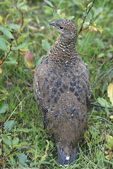 Lagopus muta islandorum
