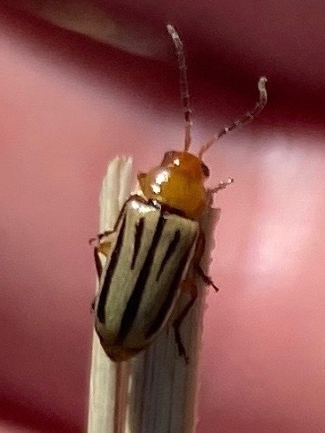Triarius trivittatus