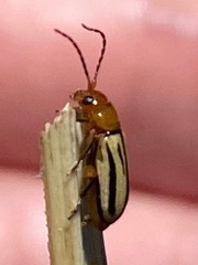 Triarius trivittatus