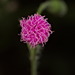 Emilia sonchifolia - Photo (c) portioid, μερικά δικαιώματα διατηρούνται (CC BY-SA), uploaded by portioid
