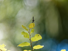 Calopteryx maculata