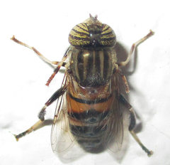 Eristalodes
