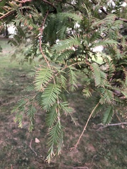 Metasequoia