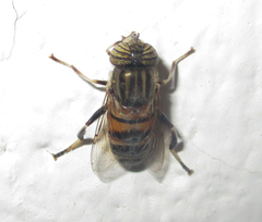 Eristalodes