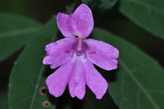 Impatiens firmula