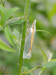 Crambus girardellus