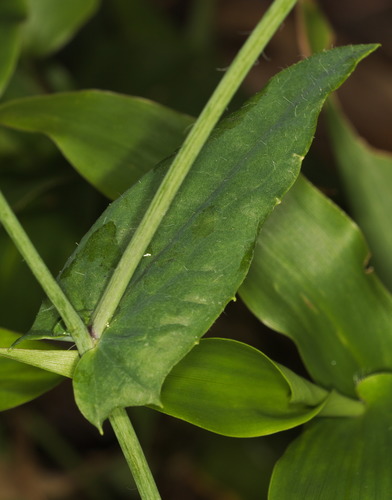 Emilia sonchifolia