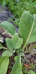 Verbascum thapsus