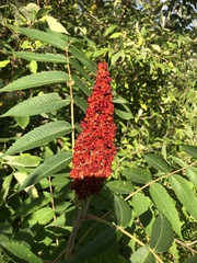 Rhus × borealis