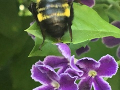 Bombus sonorus