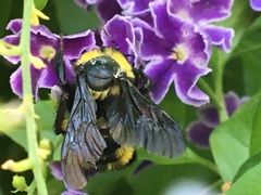 Bombus sonorus
