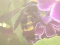 Bombus sonorus