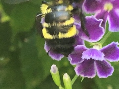 Bombus sonorus