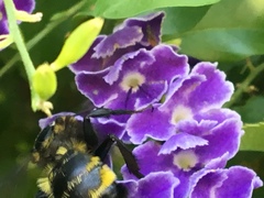 Bombus sonorus