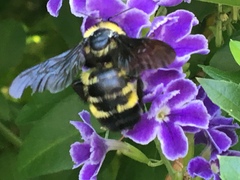 Bombus sonorus